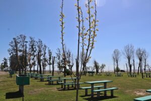 Donacon arboles Ensenada (3)